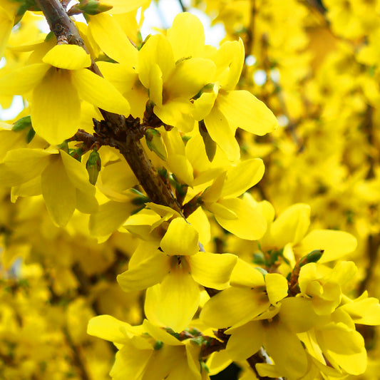 Forsythia 'Nimbus'