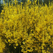 Forsythia 'Weekend'