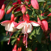 Fuchsia 'Alice Hoffman'