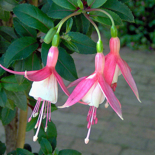 Fuchsia 'Cloverdale Pearl'