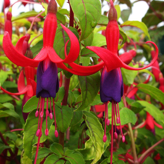 Fuchsia 'Genii'