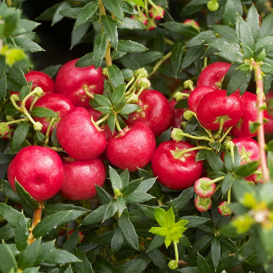 Gaultheria 'Signaal'