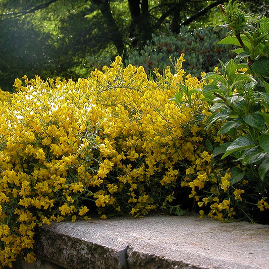 Genista 'Lydia'