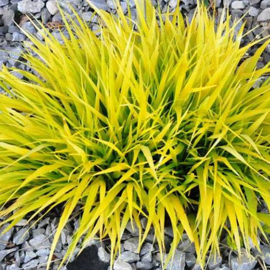 Hakonechloa 'All Gold'