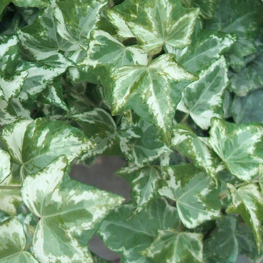 Hedera 'Marbled White'