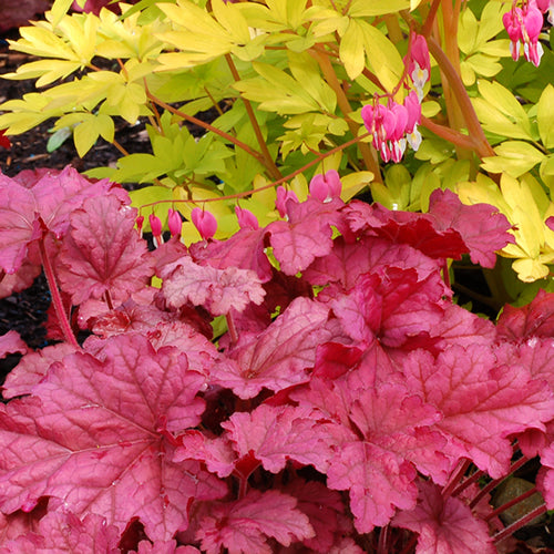 Heuchera 'Berry Smoothie'