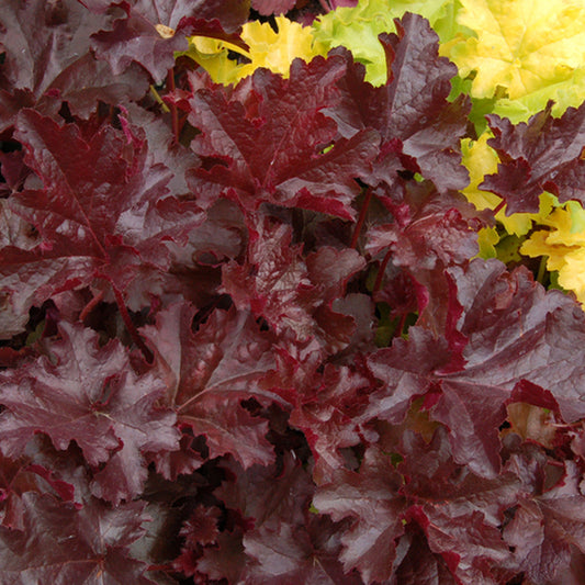 Heuchera 'Chocolate Ruffles'