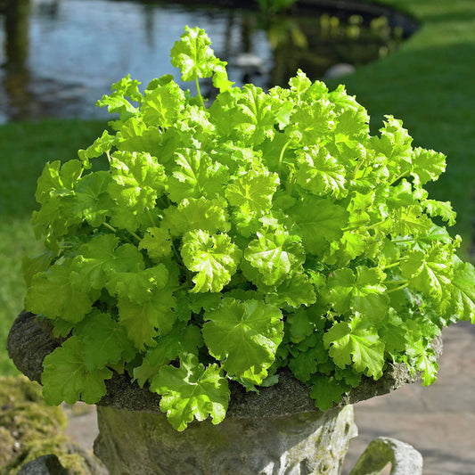 Heuchera 'Lime Ruffles'