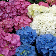 Hydrangea macrophylla Mix