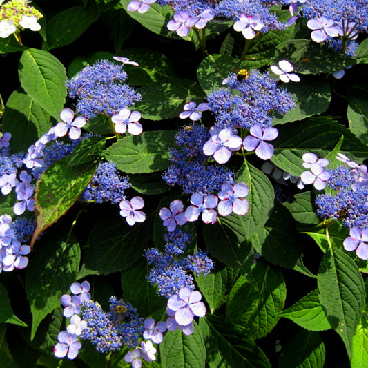 Hydrangea 'Blue Bird'