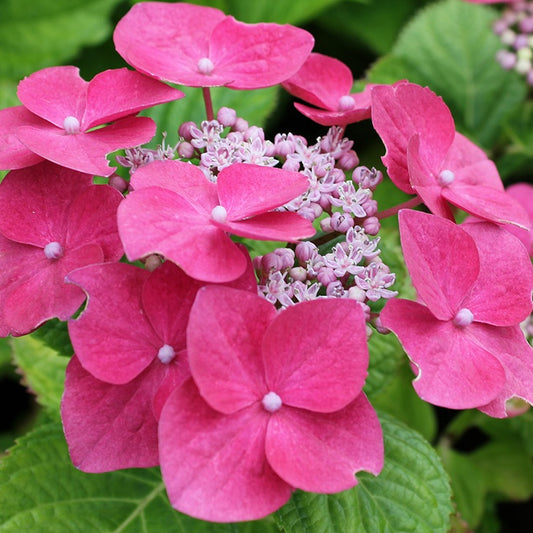 Hydrangea 'Teller Pink'