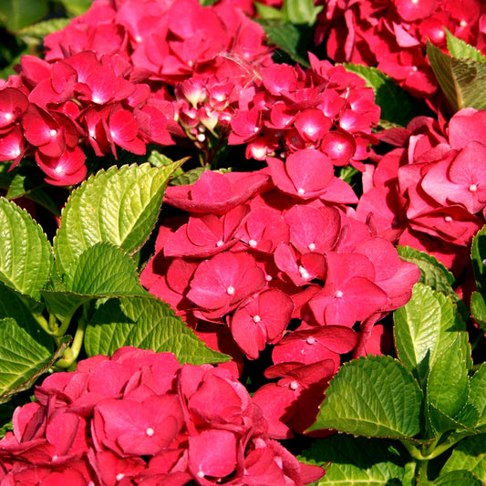 Hydrangea 'Teller Red'