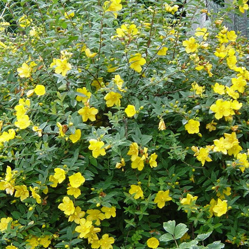 Hypericum 'Hidcote'