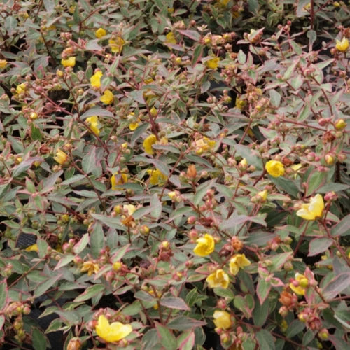 Hypericum 'Tricolor'