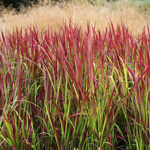 Imperata 'Red Baron'