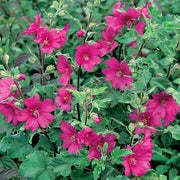 Lavatera 'Burgundy Wine'