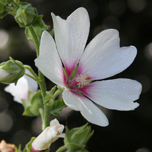 Lavatera 'Mary Hope'