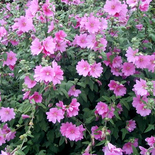 Lavatera 'Rosea'