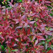 Leucothoe 'Zeblid'