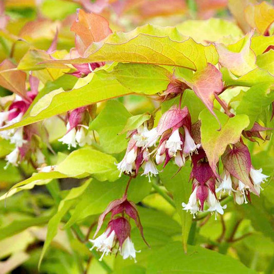 Leycesteria 'Golden Lanterns'