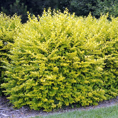 Ligustrum 'Aureum'