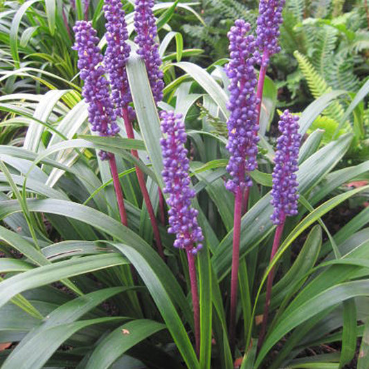 Liriope 'Moneymaker'