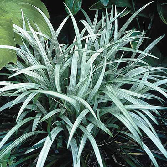 Liriope 'Okina'