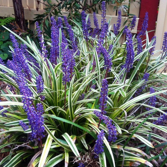 Liriope 'Variegata'