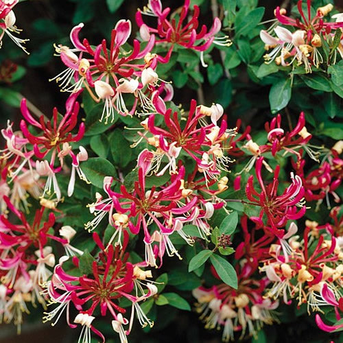 Lonicera 'Belgica'