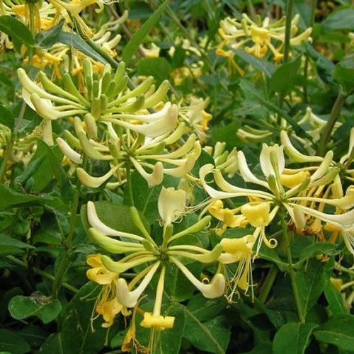 Lonicera 'Graham Thomas'