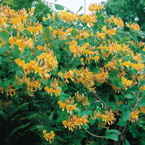 Lonicera Ã— tellmanniana