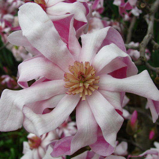 Magnolia 'Rosea'