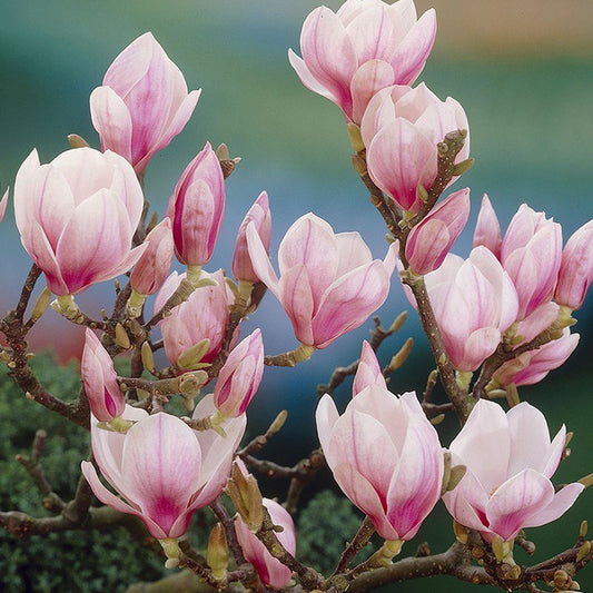 Magnolia x soulangeana