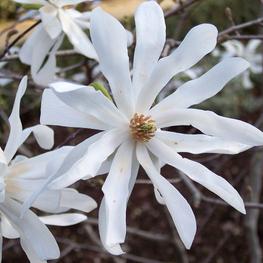 Magnolia stellata