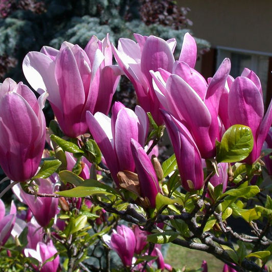 Magnolia 'Susan'