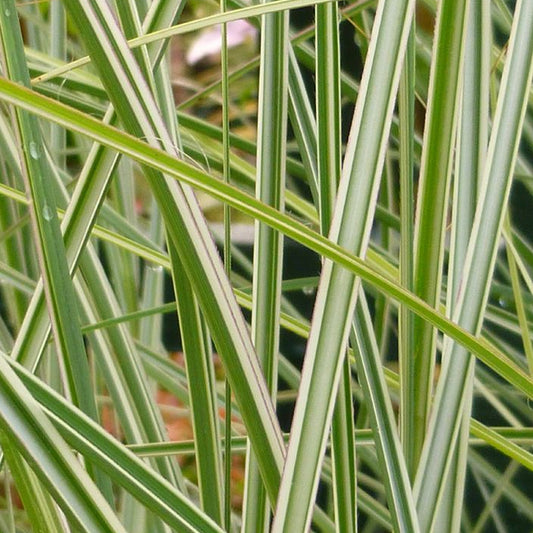 Miscanthus 'Morning Light'