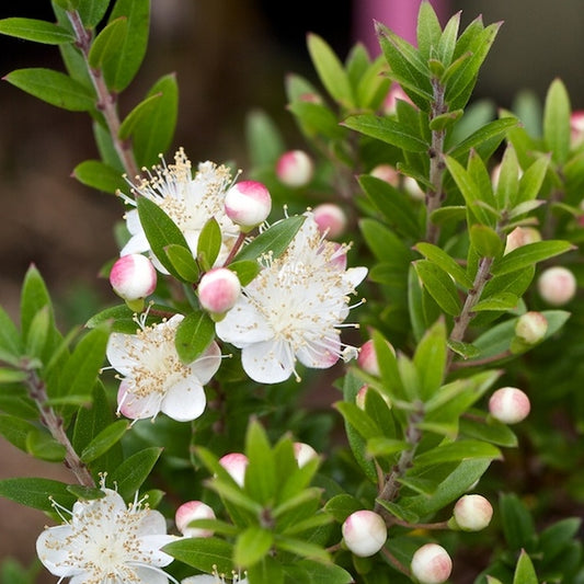 Myrtus tarentina