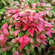 Nandina 'Fire Power'