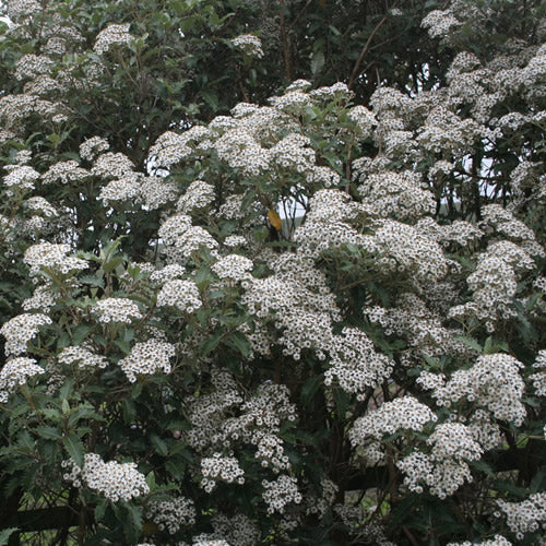 Olearia macrodonta