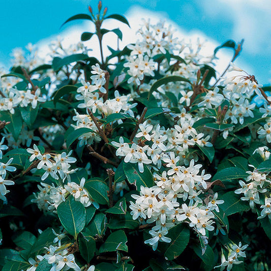 Burkwood Osmanthus Hedge