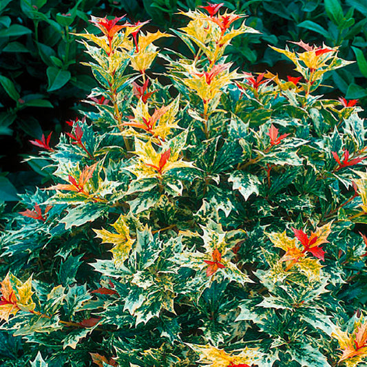 Osmanthus 'Goshiki'