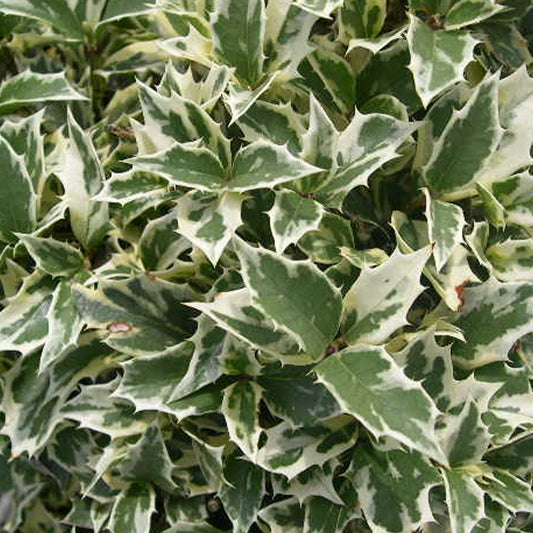 Osmanthus 'Variegatus'