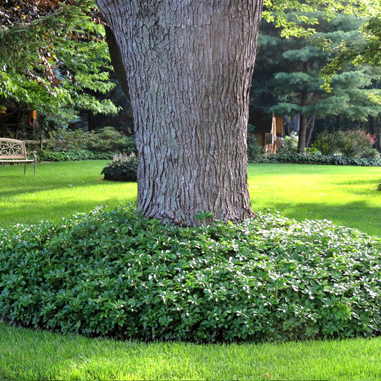 Pachysandra terminalis 'Green Carpet'