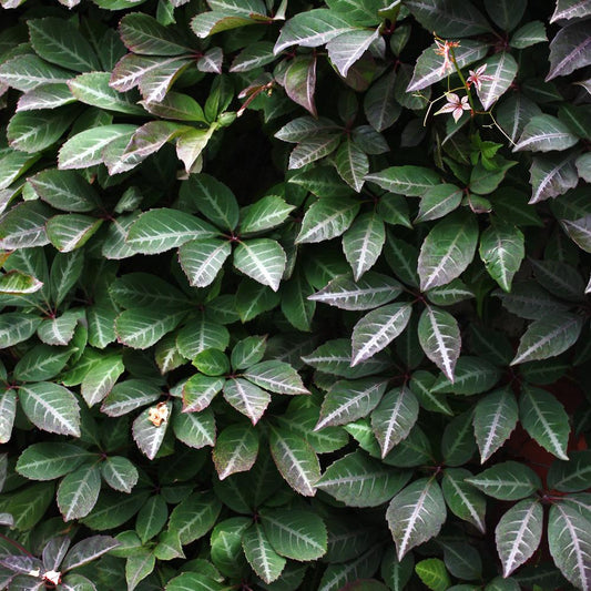 Parthenocissus henryana