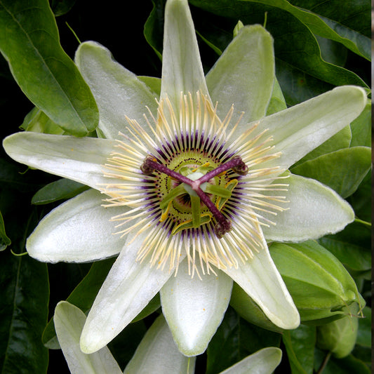 Passiflora 'White Lightning'