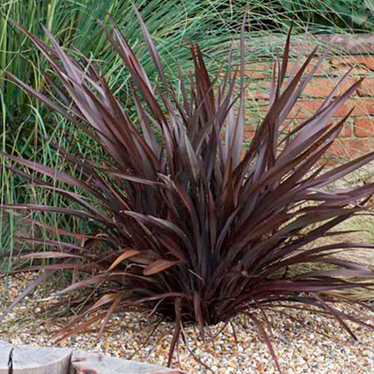 Phormium 'Bronze Baby'