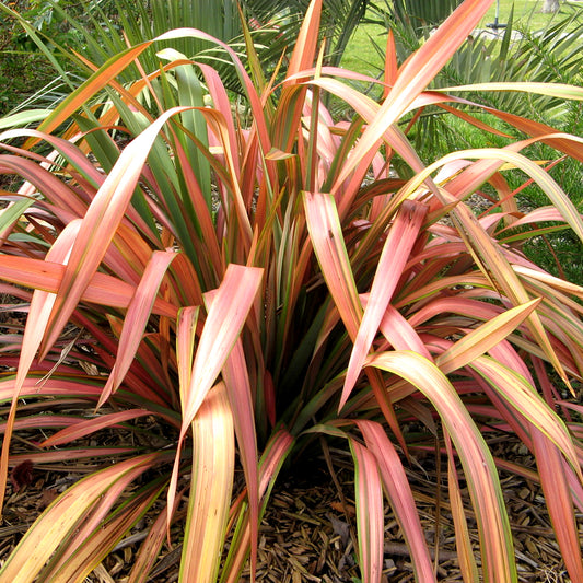 Phormium 'Flamingo'