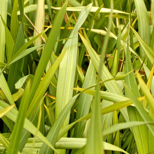 Phormium 'Gold Sword'