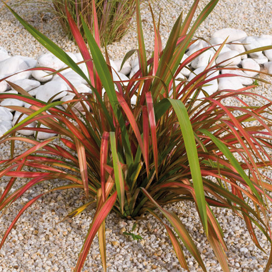 Phormium 'Jester'