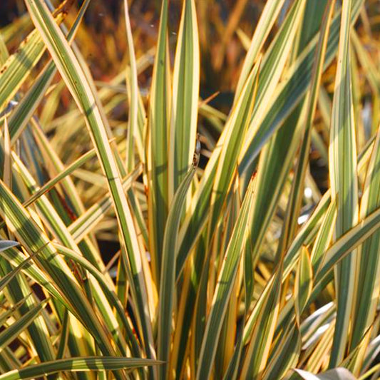 Phormium 'Golden Ray'